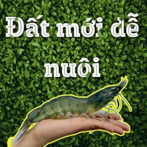 Phục hồi đất nuôi tôm